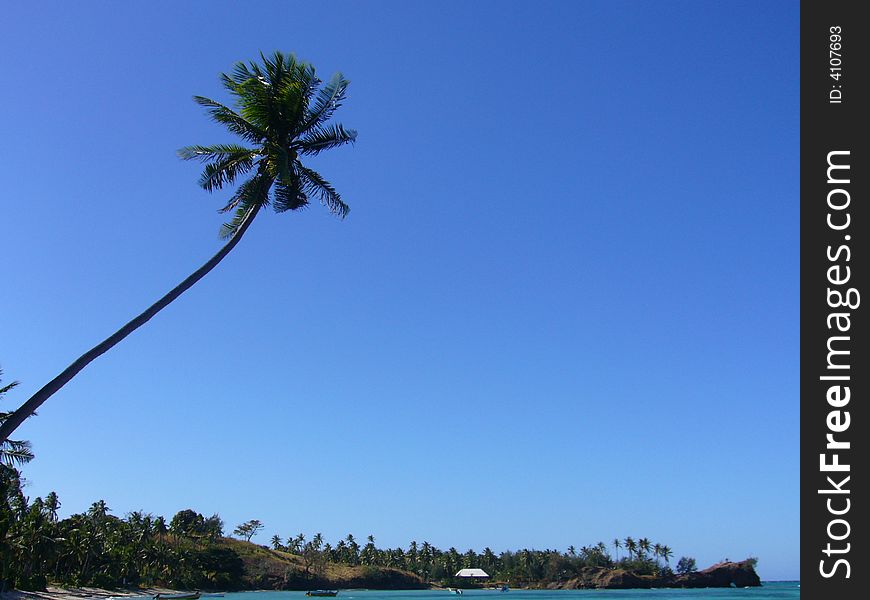 Coconut tree,Melbravo resort, Fiji