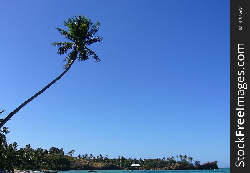 Coconut Tree