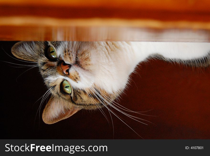 A cat observing from the rafters in a cabin. A cat observing from the rafters in a cabin.