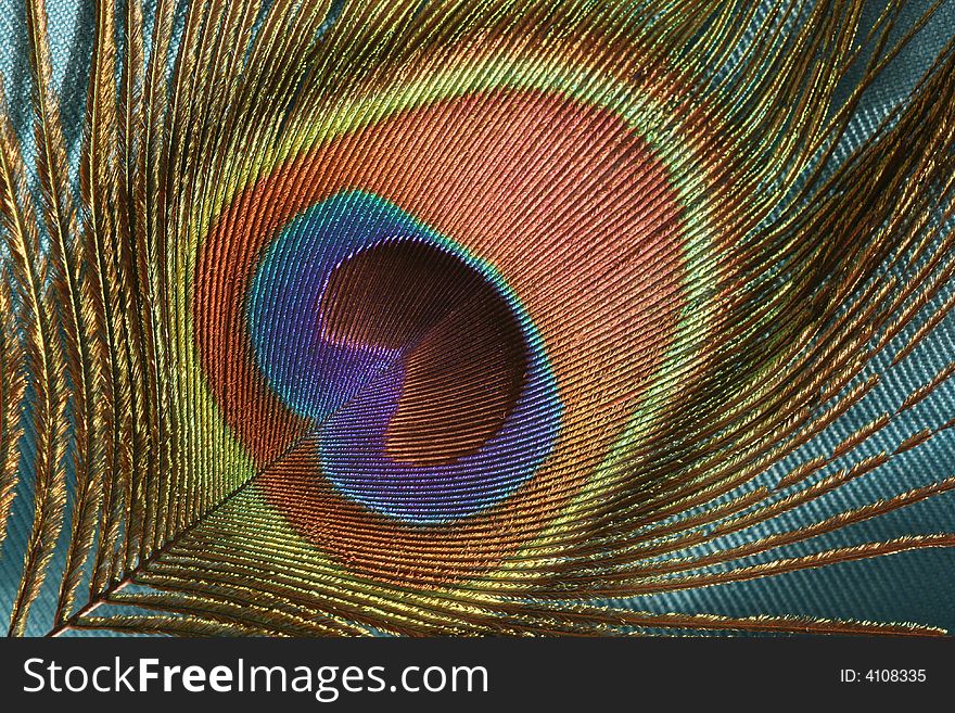 Close-up of a peacock feather