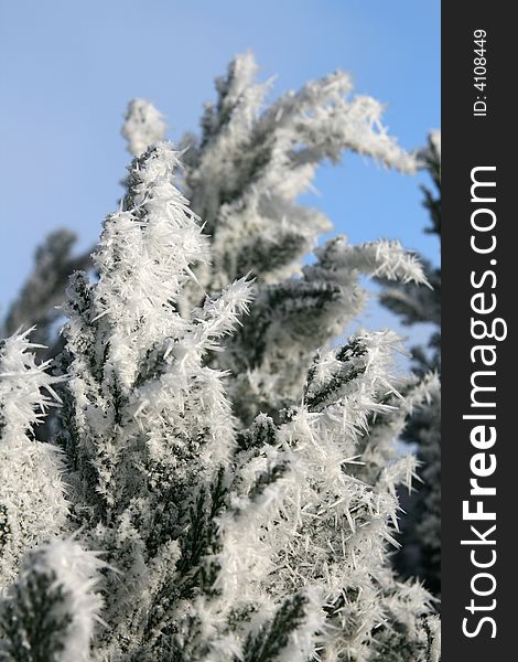 Cold winter day, beautiful hoarfrost on on a tree, scrub.