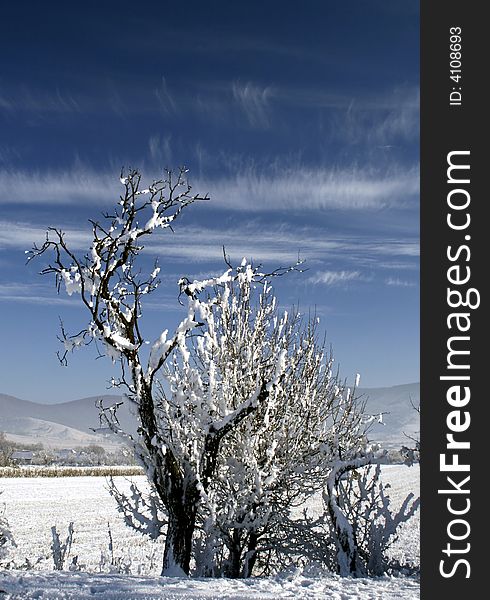 Frosty branches against blue sky