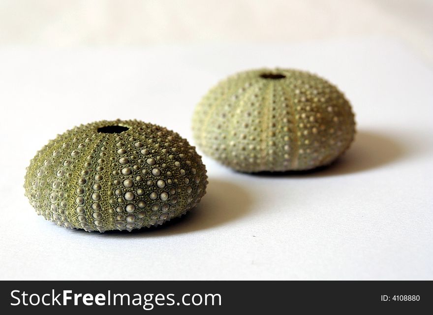 Two shells of sea urchin