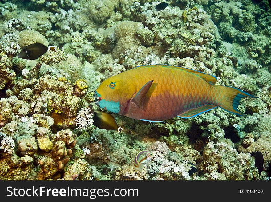 Parrotfish