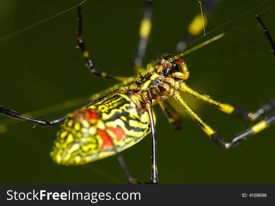 Closeup of a yellow spider waiting for dinner