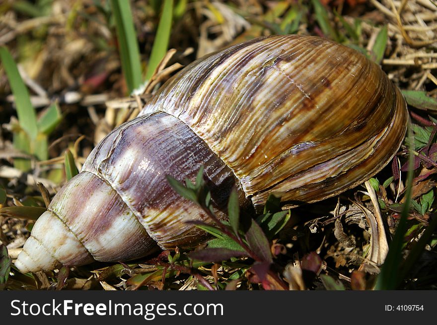 Large tropical snail on ground