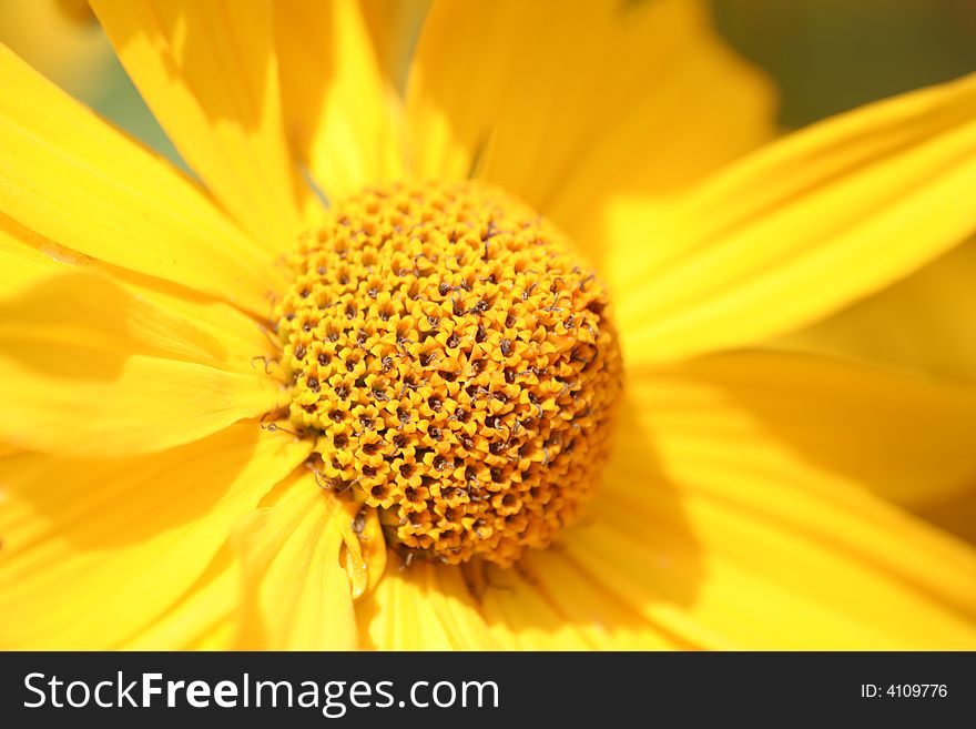 A yellow flower in middle of the summer time