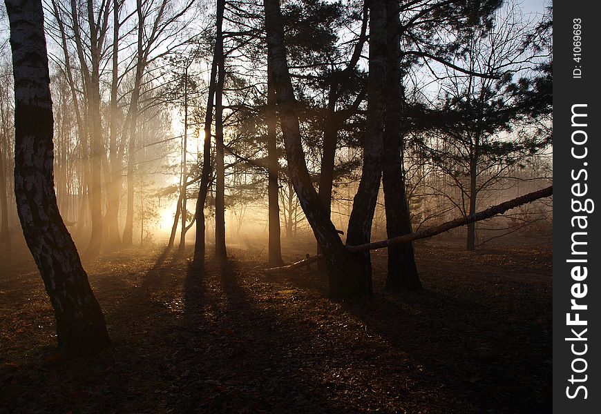 Forest at sunrise with spectacular streaks created by the solar rays. Forest at sunrise with spectacular streaks created by the solar rays.