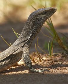 Water Monitor Stock Photography Water Monitor Stock Photography