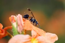 Paper Wasp On Flower Royalty Free Stock Image
