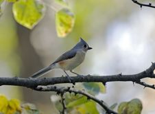 Free Titmouse Royalty Free Stock Photography - 4116137