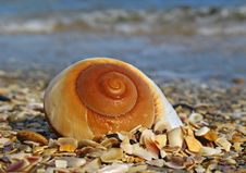 Shell On The Beach Stock Photo Shell On The Beach Stock Photo