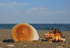 Shell On The Beach Royalty Free Stock Photos Shell On The Beach Royalty Free Stock Photos