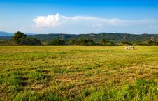 Prairie Landscape With Two Cows In The Distance Royalty Free Stock Image Prairie Landscape With Two Cows In The Distance Royalty Free Stock Image