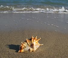 Shell On The Beach Royalty Free Stock Photography Shell On The Beach Royalty Free Stock Photography