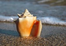 Shell On The Beach Royalty Free Stock Photos Shell On The Beach Royalty Free Stock Photos