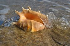 Shell On The Beach Royalty Free Stock Photography Shell On The Beach Royalty Free Stock Photography