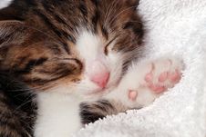 Kitten Sleeping - Close Up Royalty Free Stock Image