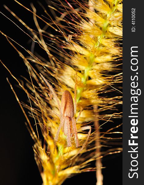 A close up shot of a spider on a wheat