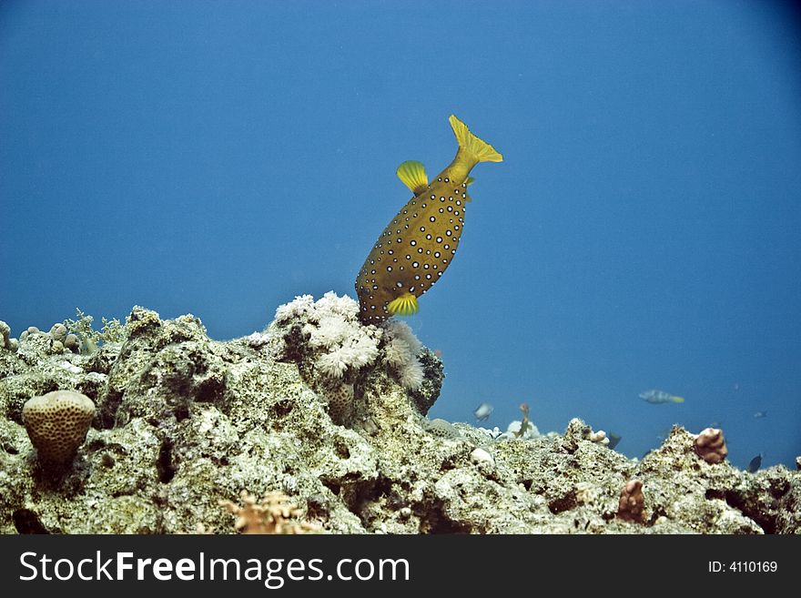 Yellow boxfish (ostracion cubicus) taken in Na'ma bay.