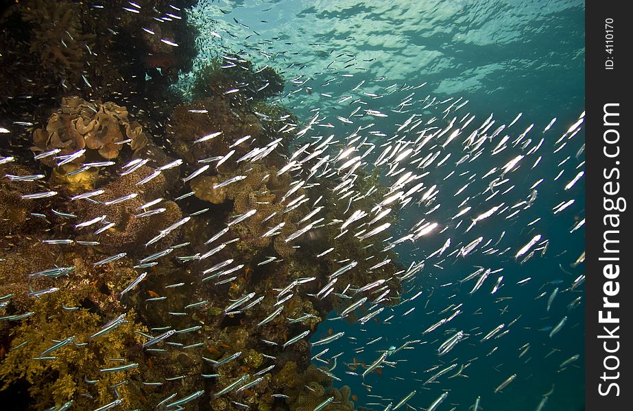 Coral pinnacle and a cloud of glassfish. Coral pinnacle and a cloud of glassfish