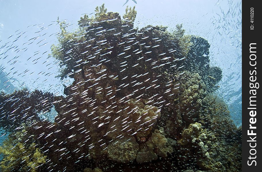 Coral pinnacle and a cloud of glassfish. Coral pinnacle and a cloud of glassfish