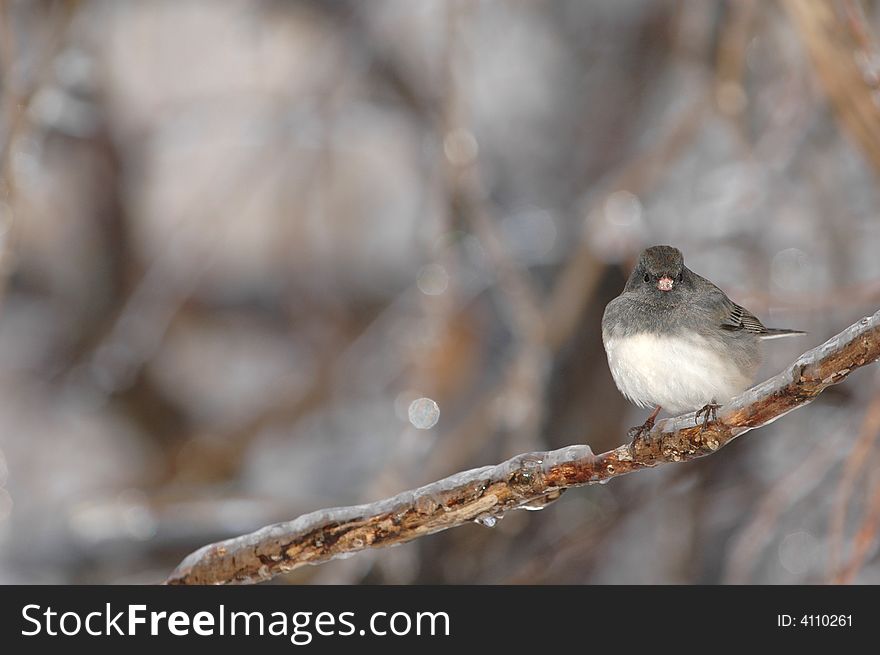 A cute and fluffy dark-eyed junco perched on an ice covered branch.