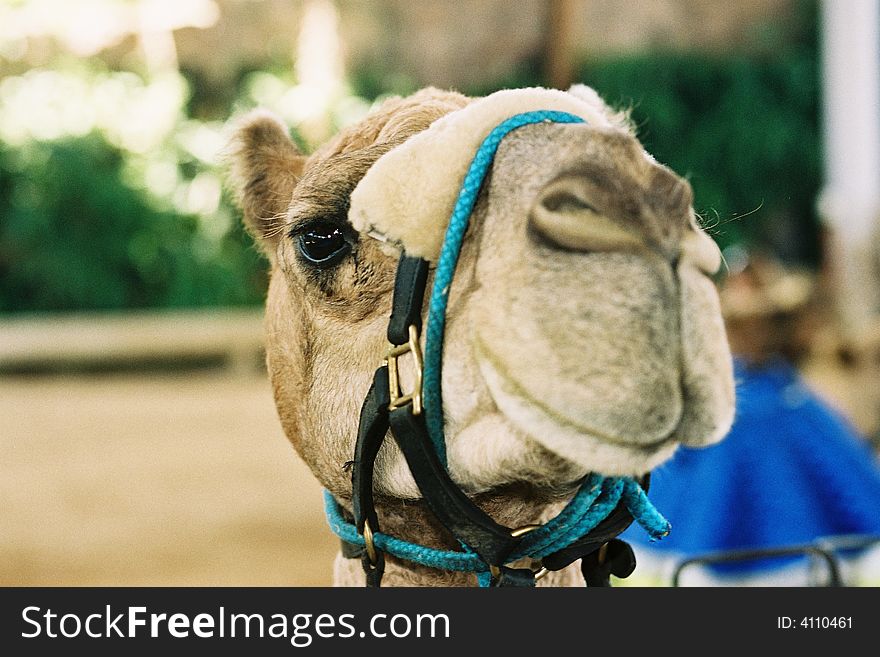 A close up view of a camel showing its nose, lips and eye. A close up view of a camel showing its nose, lips and eye.