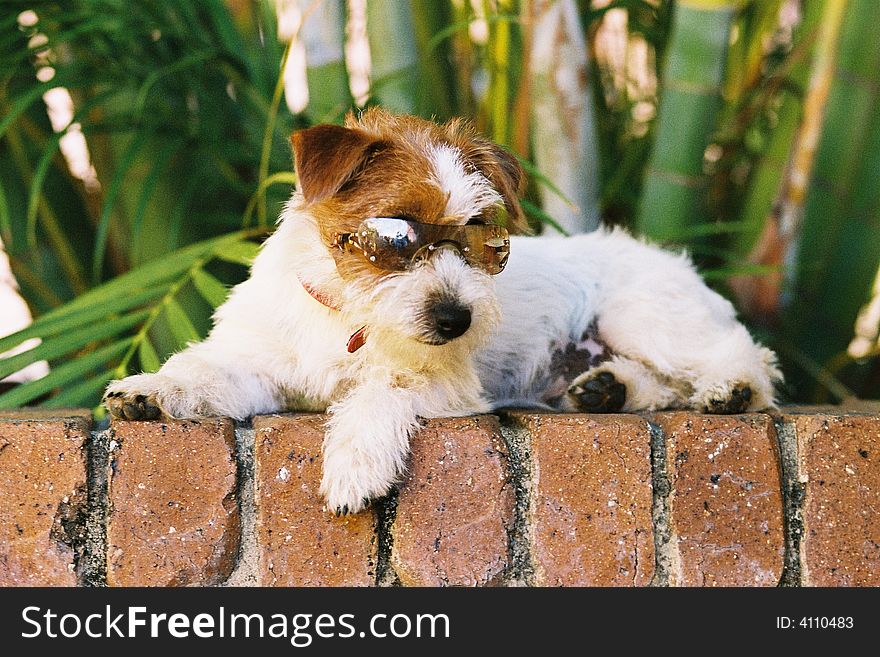 Small dog lying on a brick wall and wearing a pair of sun classes. Small dog lying on a brick wall and wearing a pair of sun classes