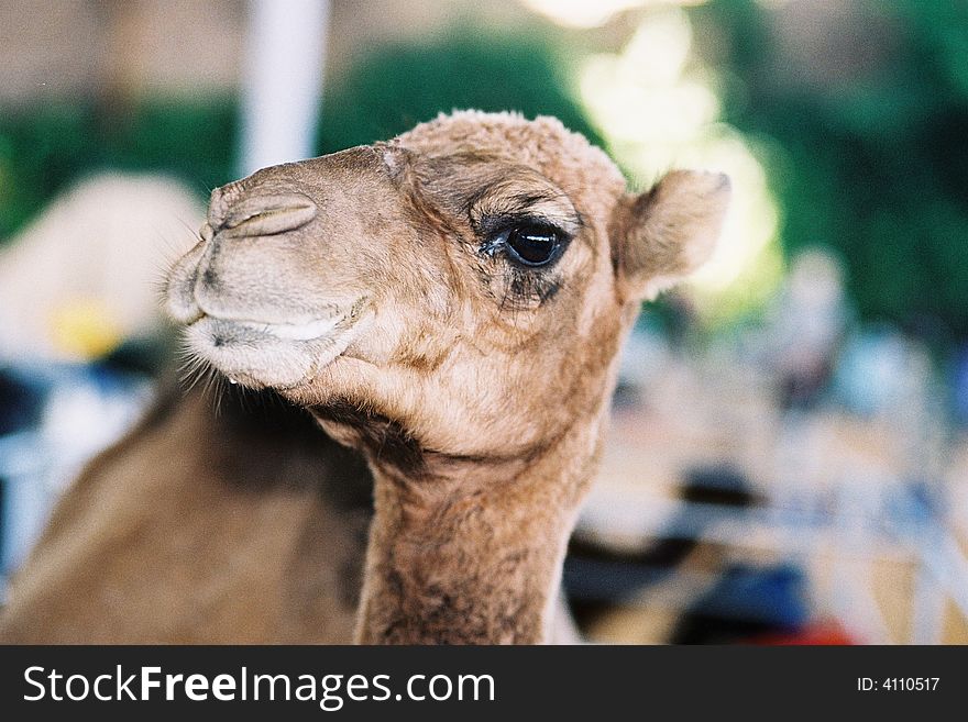 A close up view of a camel showing its nose, lips and eye. A close up view of a camel showing its nose, lips and eye.