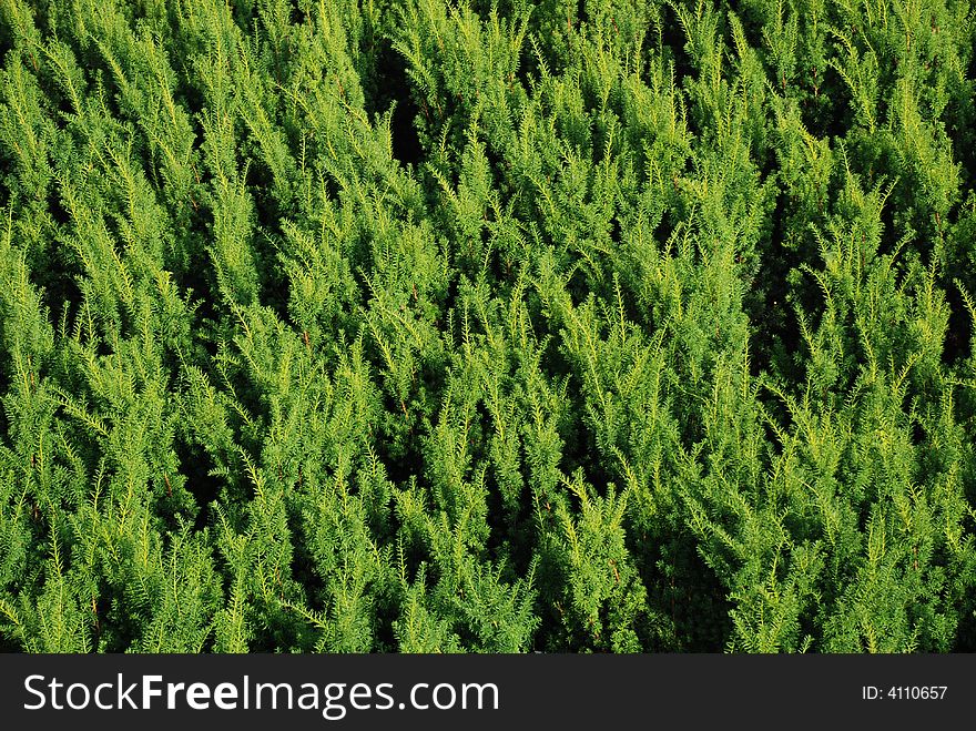 Green carpet