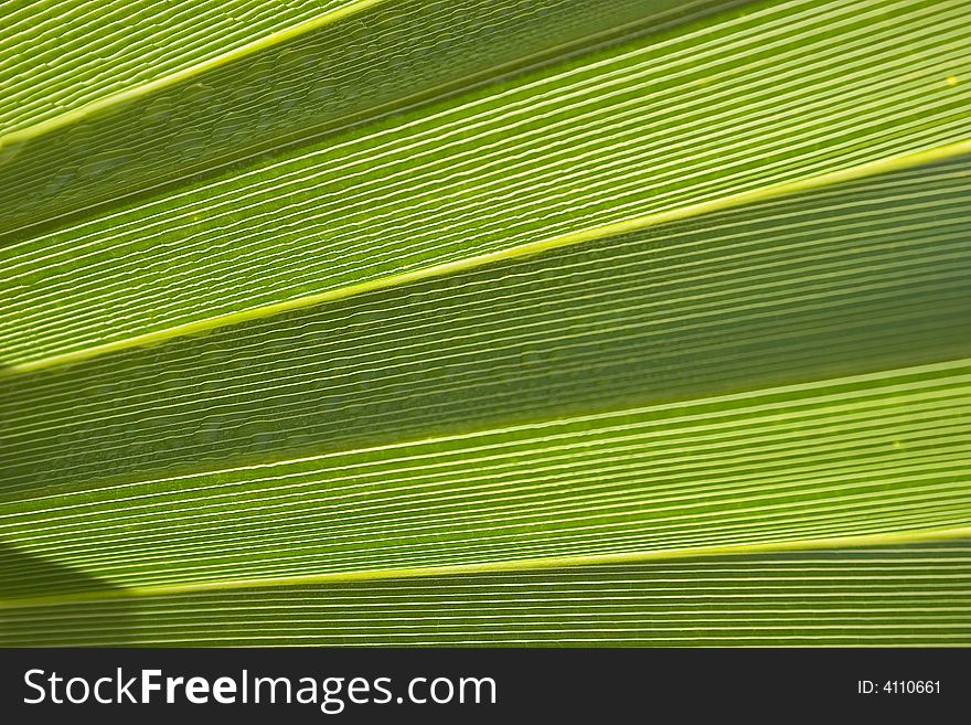 Background of a sheet of palm tree