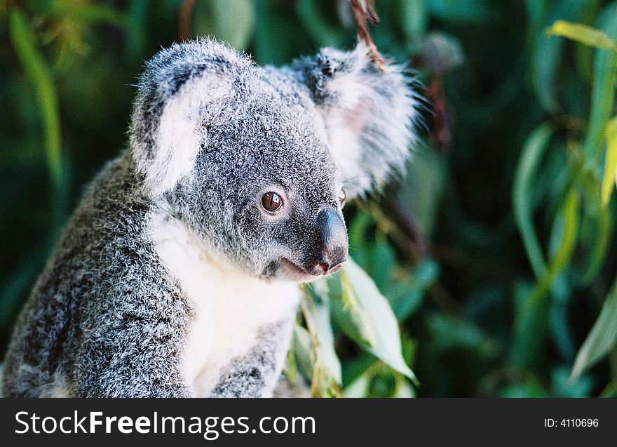 Image of an Australian koala showing its face with a dark green background