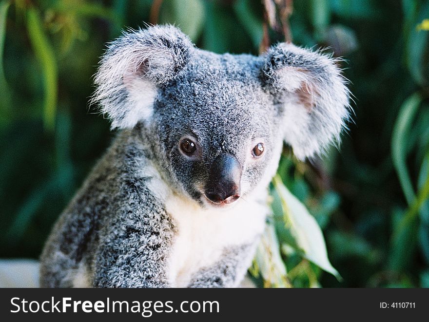 Image of an Australian koala showing its face with a dark green background