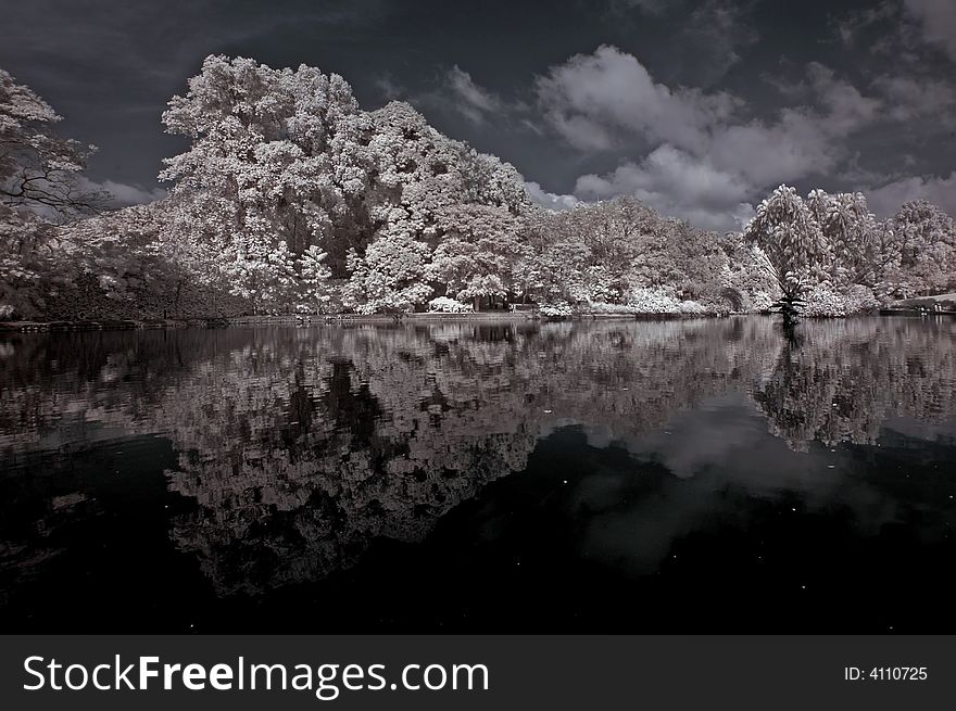 Lake, Tree And Cloud In The Park