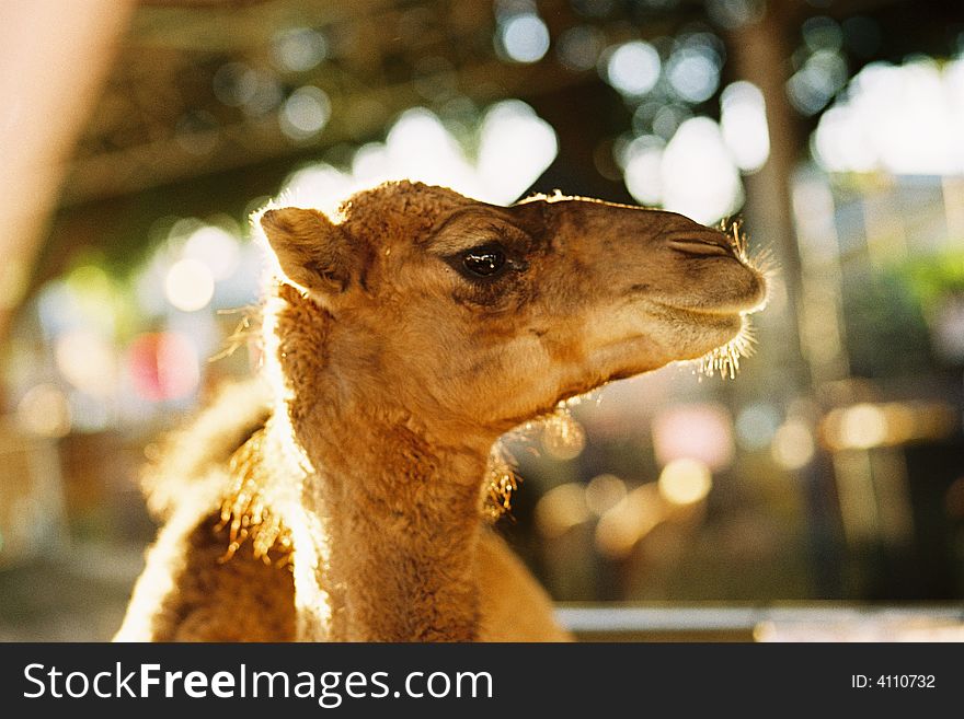 Camel Face