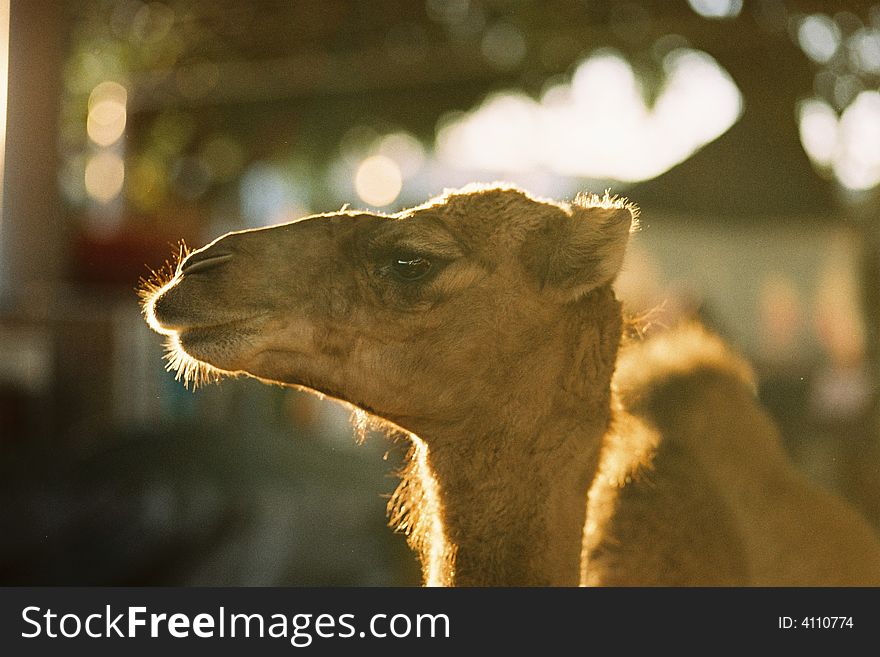 A close up side view of a camels head that is back lit by the sun.