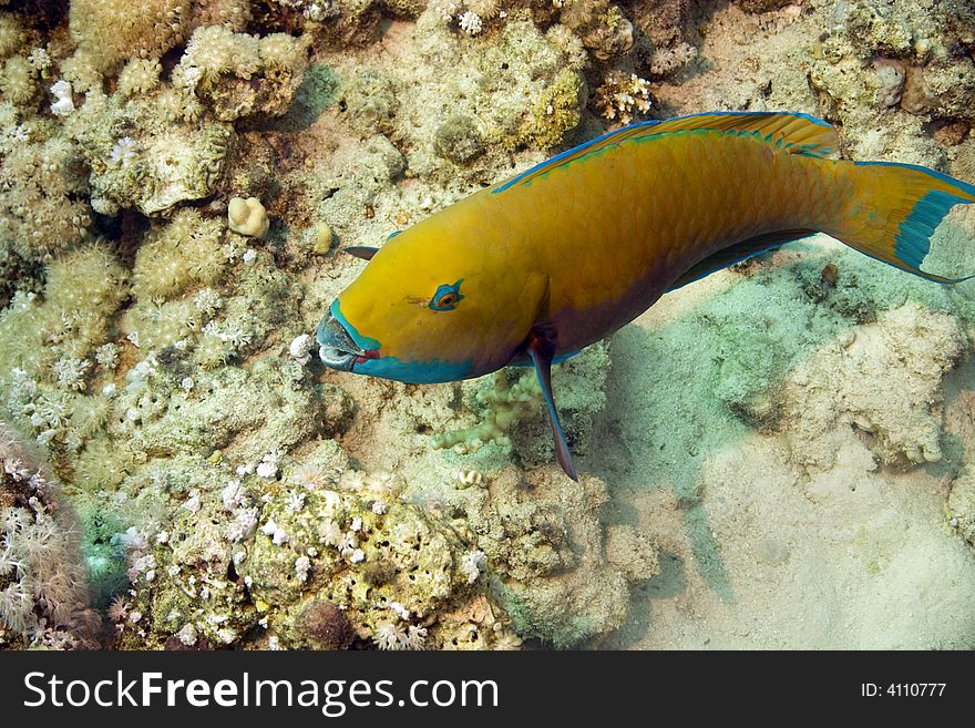 Parrotfish at sofitel house reef