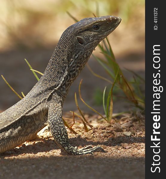 Wild young water monitor (Varanus salvator)