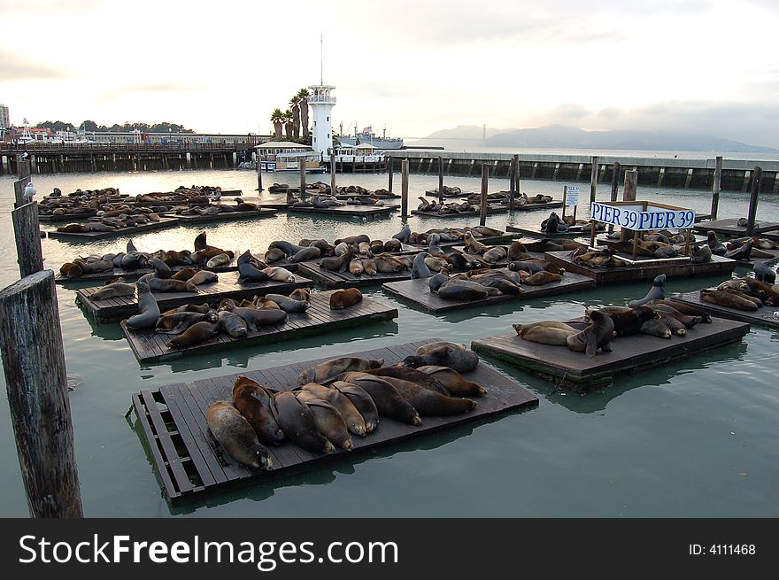Seals sleeping in San Francisco