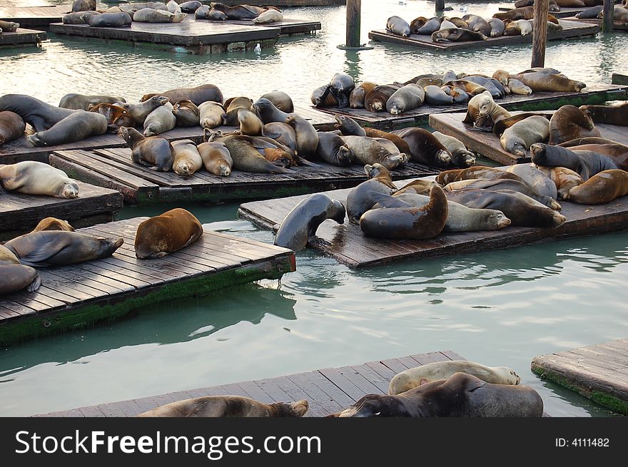 Seals sleeping in San Francisco