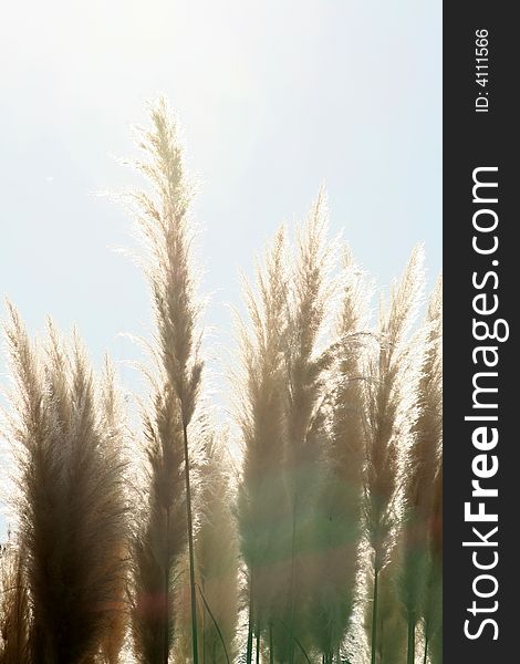 Dry plants under the hot sun. Dry plants under the hot sun