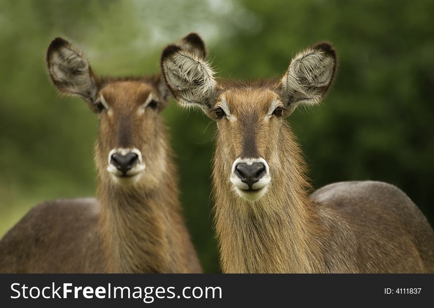 Waterbuck in South Africa, staring. Waterbuck in South Africa, staring.