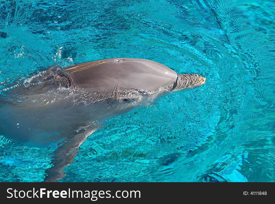 Cute dolphin in fish tank in Las Vegas