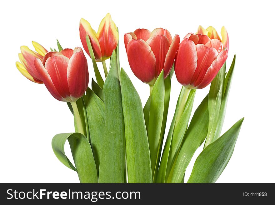 A bouquet of fresh tulips. A bouquet of fresh tulips.