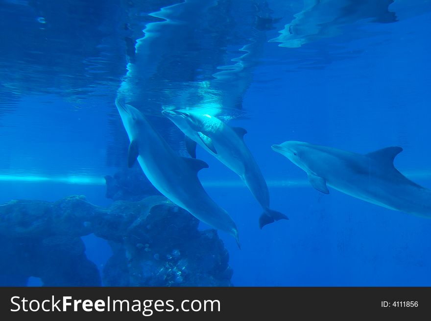 Three cute dolphins in Las Vegas