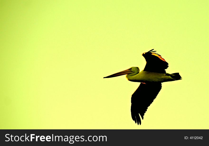 Silhouette of a flying pelican with green orange background. Silhouette of a flying pelican with green orange background