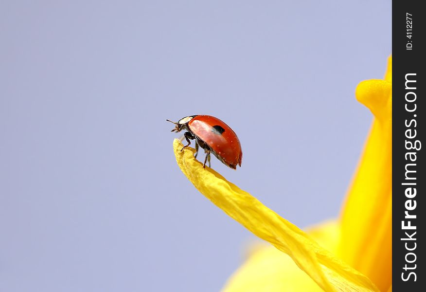 Ladybug On Daffodil