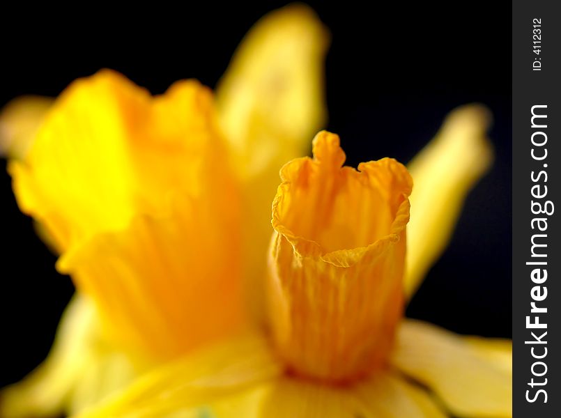 Yellow daffodils on black background