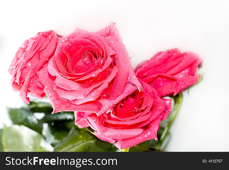 Red roses with drops isolated